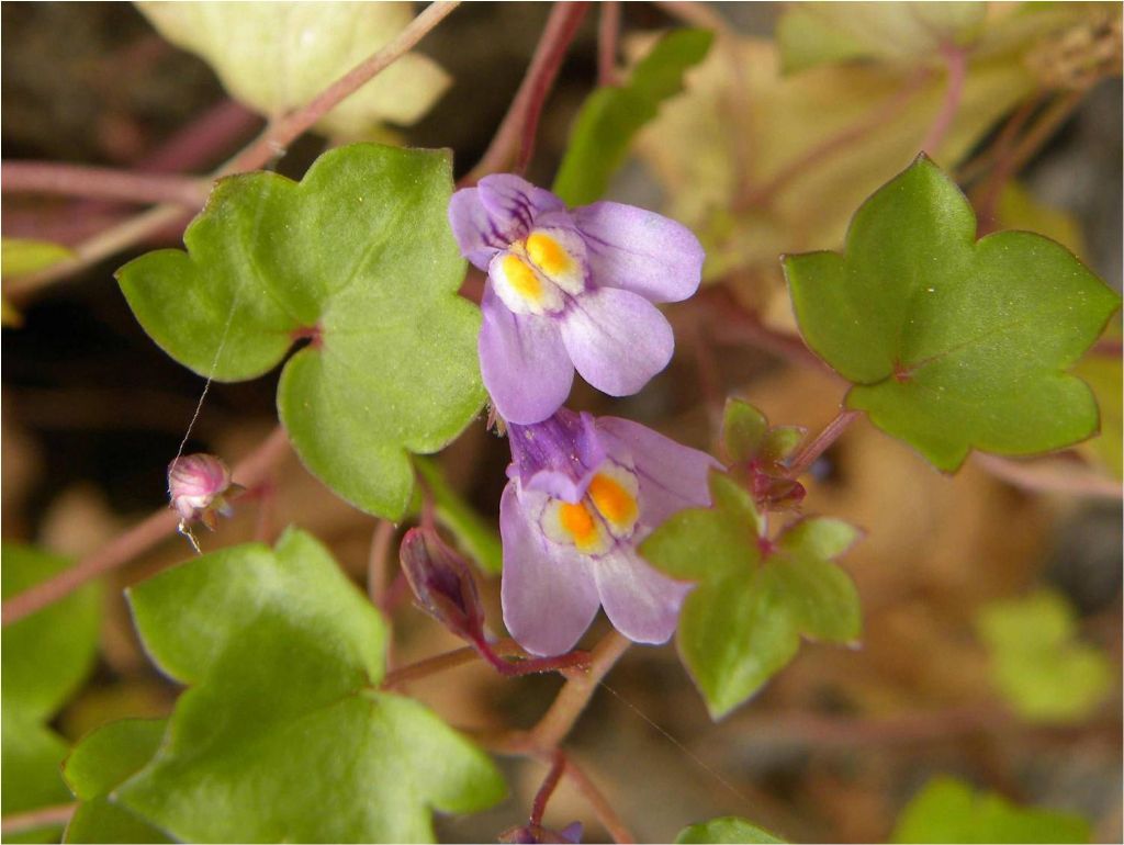 Cymbalaria muralis